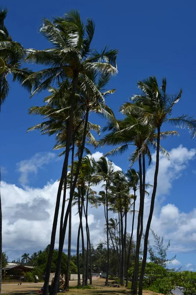 Пляжный Парк Капаа Острове Кауаи Гавайях — стоковое фото
