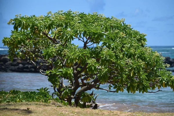 Kapaa Beach Park Auf Kauai Island Auf Hawaii — Stockfoto