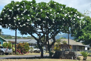 KAUAI HI - 18 AUG: Hawaii 'deki Kauai Adası' nın etrafında gezinti, 18 Ağustos 2021 'de görüldüğü gibi.