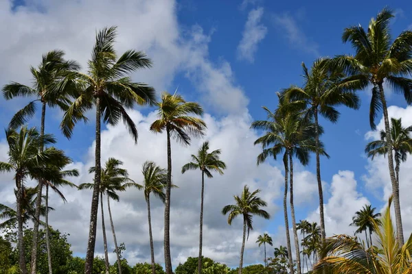 Hawaii Kauai Deki Poliahu Heiau Nun Panoramik Görüntüsü — Stok fotoğraf