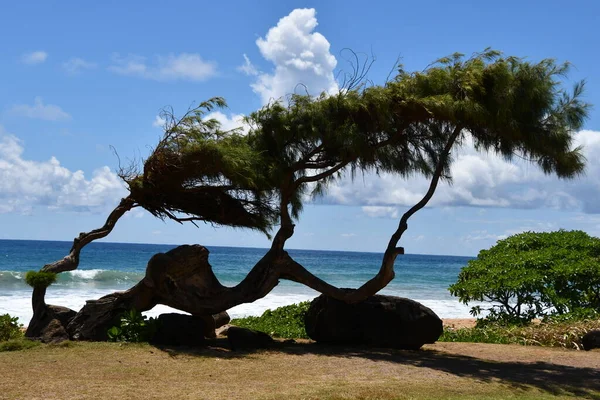 Kealia Beach Isla Kauai Hawai —  Fotos de Stock