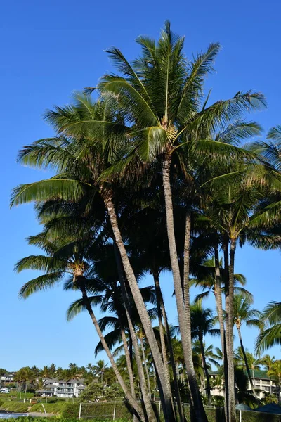 Koloa Aug Grand Hyatt Kauai Resort Spa Koloa Kauai Island — Stockfoto
