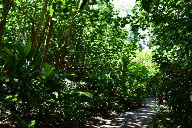 Hawaii 'deki Kauai Adası' ndaki Wailua Nehri Eyalet Parkı