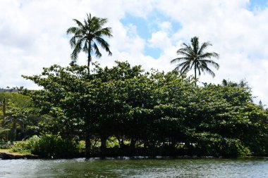 Hawaii 'deki Kauai Adası' ndaki Wailua Nehri.
