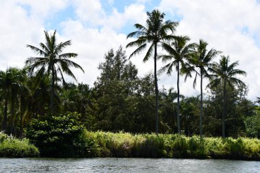 Hawaii 'deki Kauai Adası' ndaki Wailua Nehri.