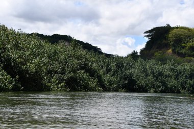 Hawaii 'deki Kauai Adası' ndaki Wailua Nehri.