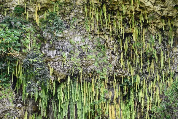 Grotta Felci Wailua River State Park Sull Isola Kauai Alle — Foto Stock
