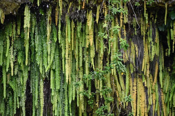 Fern Grotto Στο Πάρκο Wailua River State Park Στο Νησί — Φωτογραφία Αρχείου
