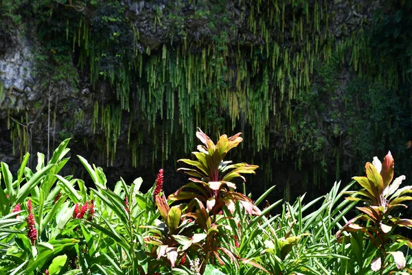Gruta Samambaia Parque Estadual Rio Wailua Ilha Kauai Havaí — Fotografia de Stock