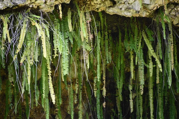 Grotta Felci Wailua River State Park Sull Isola Kauai Alle — Foto Stock