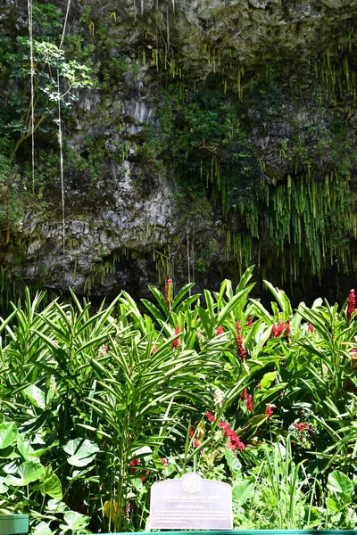 Папоротник Гротто Государственном Парке Реки Вайлуа Острове Кауаи Гавайях — стоковое фото