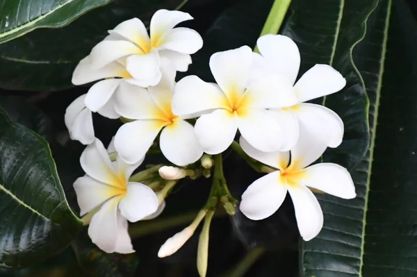 Kleurrijke Bloemen Tuin — Stockfoto