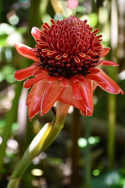 Eine Rote Fackel Ingwer Blume — Stockfoto