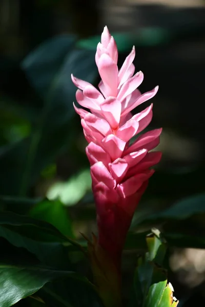 Flor Gengibre Vermelho Tropical Bonita — Fotografia de Stock