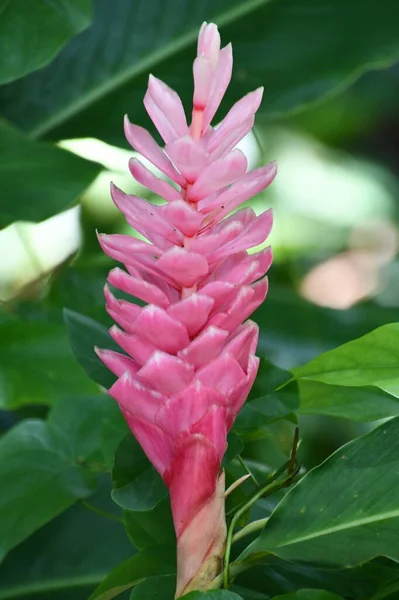 Flor Gengibre Vermelho Tropical Bonita — Fotografia de Stock