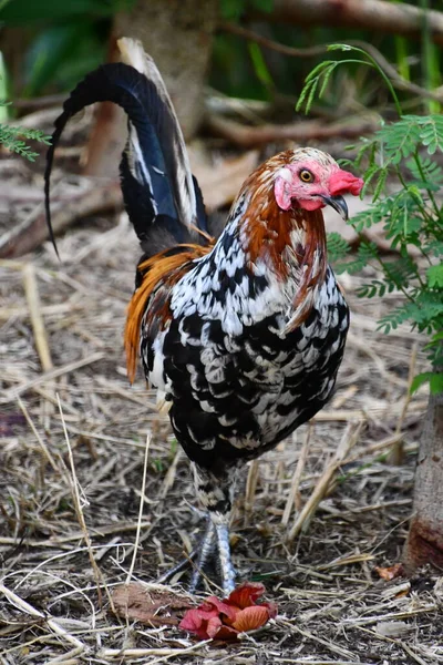 Kip Een Boerderij Een Zoo — Stockfoto