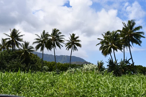 Hanalei Kauai Island Hawaï — Stockfoto