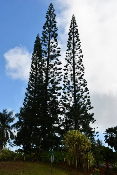 Naturskön Utsikt Över Kauai Hawaii — Stockfoto