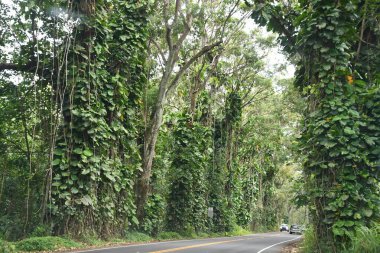 KOLOA HI - AUG 19: Eucalyptus Tree Tunnel at Maliuhi Road in Koloa on Kauai Island in Hawaii, as seen on Aug 19, 2021.