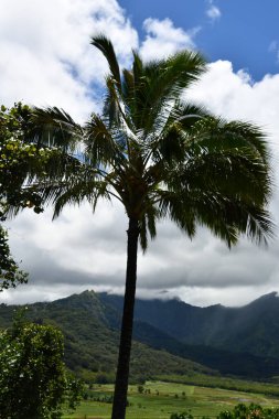 Hawaii 'deki Kauai Adası' ndaki Princeville 'den Hanalei Vadisi Gözcüsü