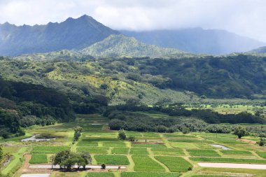 Hawaii 'deki Kauai Adası' ndaki Princeville 'den Hanalei Vadisi Gözcüsü