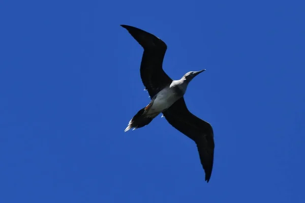 Een Albatros Vogel Vlucht — Stockfoto