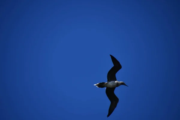 An Albatross Bird in Flight