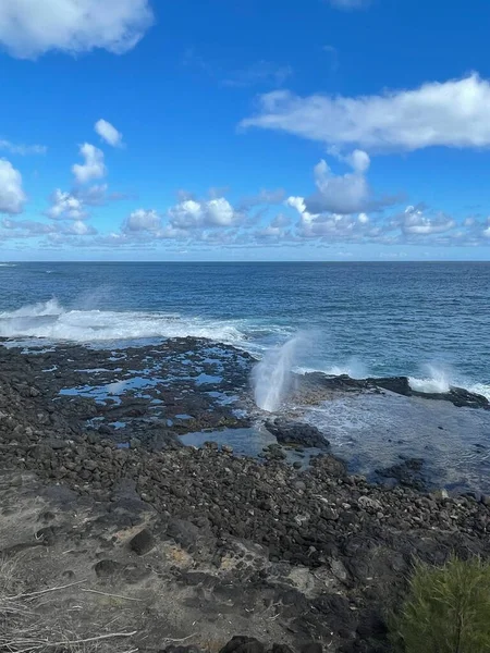 Hawaii 'deki Kauai Adası' nda borazan öttürüyor.