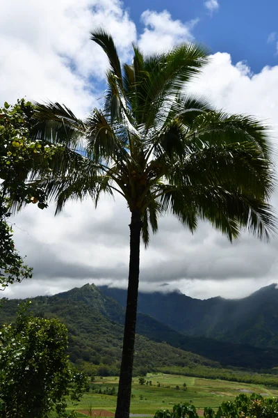 ハワイのカウアイ島プリンスビルのハナレイ バレー展望台からの眺め — ストック写真