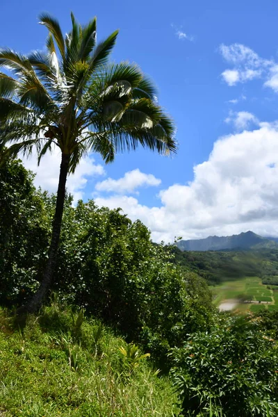 Vista Hanalei Valley Lookout Princeville Sull Isola Kauai Alle Hawaii — Foto Stock