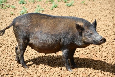 A Feral Pig on a Farm