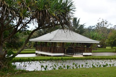 20 Ağustos 2021 'de Hawaii' deki Lihue, Kauai Adası 'ndaki Kilohana Çiftliği' nde görüldü..