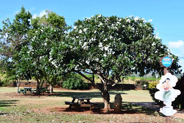 Kalaheo Ago Kauai Coffee Company Kalaheo Isla Kauai Hawai Como — Foto de Stock