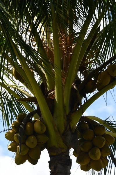 Lihue Aug Kilohana Plantation Lihue Kauai Island Hawaii Como Visto — Fotografia de Stock