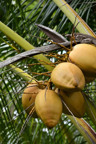 Lihue Aug Kilohana Plantation Lihue Kauai Island Hawaii Seen Aug — Stock Photo, Image