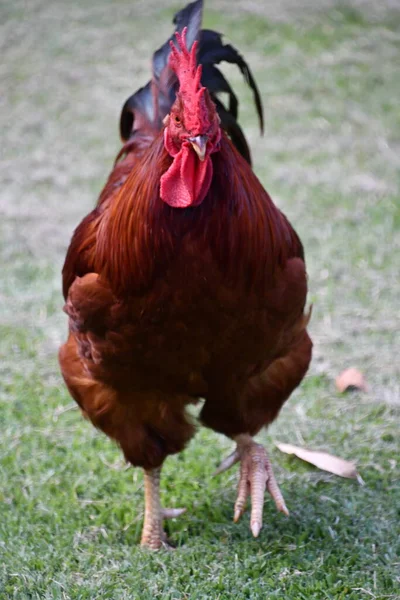 Kip Een Boerderij Een Zoo — Stockfoto