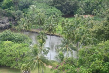 KOLOA HI - 21 AUG - Allerton Garden - Hawaii 'de Koloa' da Ulusal Tropikal Botanik Bahçesi, 21 Ağustos 2021 'de görüldüğü gibi.