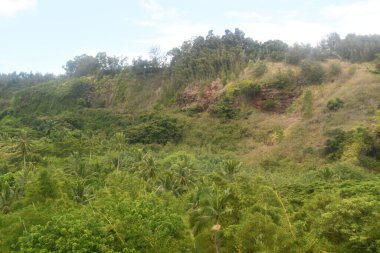 KOLOA HI - 21 AUG - Allerton Garden - Hawaii 'de Koloa' da Ulusal Tropikal Botanik Bahçesi, 21 Ağustos 2021 'de görüldüğü gibi.