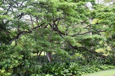 KOLOA HI - 21 AUG - Allerton Garden - Hawaii 'de Koloa' da Ulusal Tropikal Botanik Bahçesi, 21 Ağustos 2021 'de görüldüğü gibi.