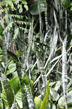 KOLOA HI - 21 AUG - Allerton Garden - Hawaii 'de Koloa' da Ulusal Tropikal Botanik Bahçesi, 21 Ağustos 2021 'de görüldüğü gibi.