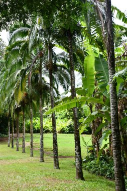 KOLOA HI - 21 AUG - Allerton Garden - Hawaii 'de Koloa' da Ulusal Tropikal Botanik Bahçesi, 21 Ağustos 2021 'de görüldüğü gibi.