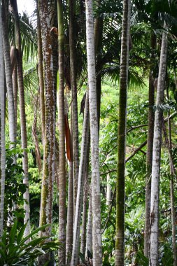 KOLOA HI - 21 AUG - Allerton Garden - Hawaii 'de Koloa' da Ulusal Tropikal Botanik Bahçesi, 21 Ağustos 2021 'de görüldüğü gibi.