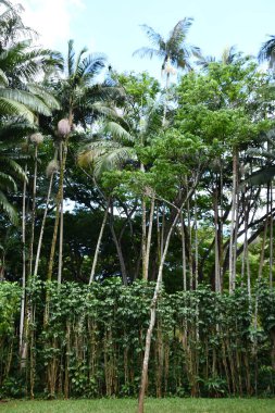 KOLOA HI - 21 AUG - Allerton Garden - Hawaii 'de Koloa' da Ulusal Tropikal Botanik Bahçesi, 21 Ağustos 2021 'de görüldüğü gibi.