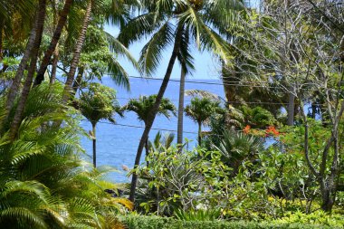 KOLOA HI - 21 AUG - Allerton Garden - Hawaii 'de Koloa' da Ulusal Tropikal Botanik Bahçesi, 21 Ağustos 2021 'de görüldüğü gibi.