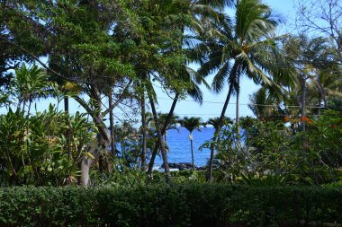 KOLOA HI - 21 AUG - Allerton Garden - Hawaii 'de Koloa' da Ulusal Tropikal Botanik Bahçesi, 21 Ağustos 2021 'de görüldüğü gibi.