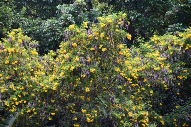 Hawaii 'deki Altın Duş Ağacı