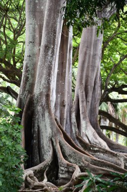 KOLOA HI - 21 AUG: 21 Ağustos 2021 'de ABD' nin Kauai kentindeki Allerton Gardens Ulusal Tropikal Botanik Bahçesinde Moreton Bay Fig Trees görüldü. Bu ağaçlar 
