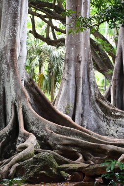 KOLOA HI - 21 AUG: 21 Ağustos 2021 'de ABD' nin Kauai kentindeki Allerton Gardens Ulusal Tropikal Botanik Bahçesinde Moreton Bay Fig Trees görüldü. Bu ağaçlar 