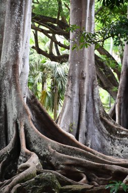 KOLOA HI - 21 AUG: 21 Ağustos 2021 'de ABD' nin Kauai kentindeki Allerton Gardens Ulusal Tropikal Botanik Bahçesinde Moreton Bay Fig Trees görüldü. Bu ağaçlar 