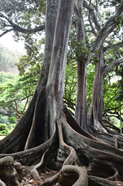 KOLOA HI - 21 AUG: 21 Ağustos 2021 'de ABD' nin Kauai kentindeki Allerton Gardens Ulusal Tropikal Botanik Bahçesinde Moreton Bay Fig Trees görüldü. Bu ağaçlar 